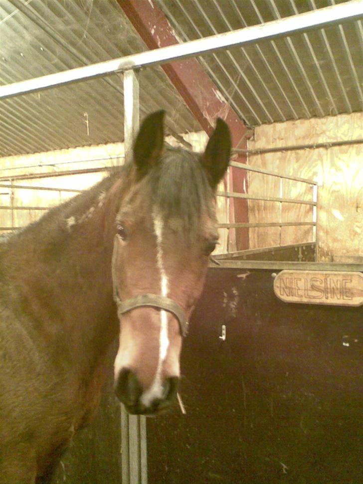 Arabisk fuldblod (OX) Pepito OX Gl. part - Smukke<3 billede 8