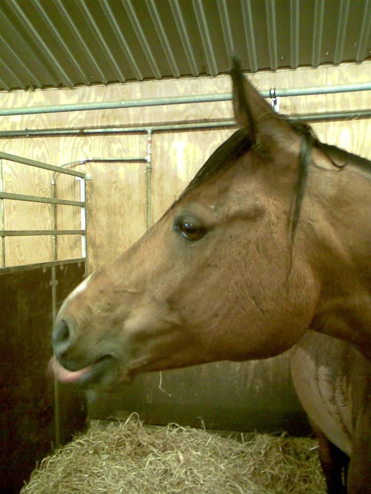 Arabisk fuldblod (OX) Pepito OX Gl. part - Våd<3 billede 13