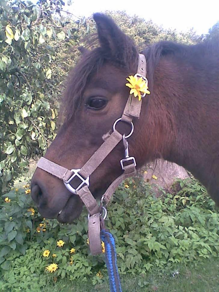 Shetlænder Oline - Hvor du smuk Oline!! billede 1