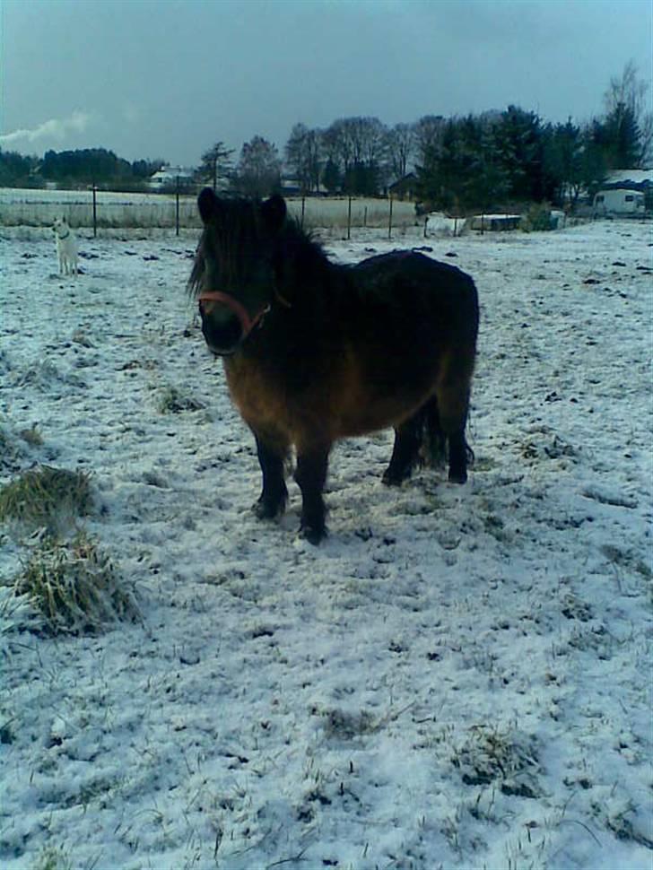 Shetlænder Oline - Jaa Oline billede 2