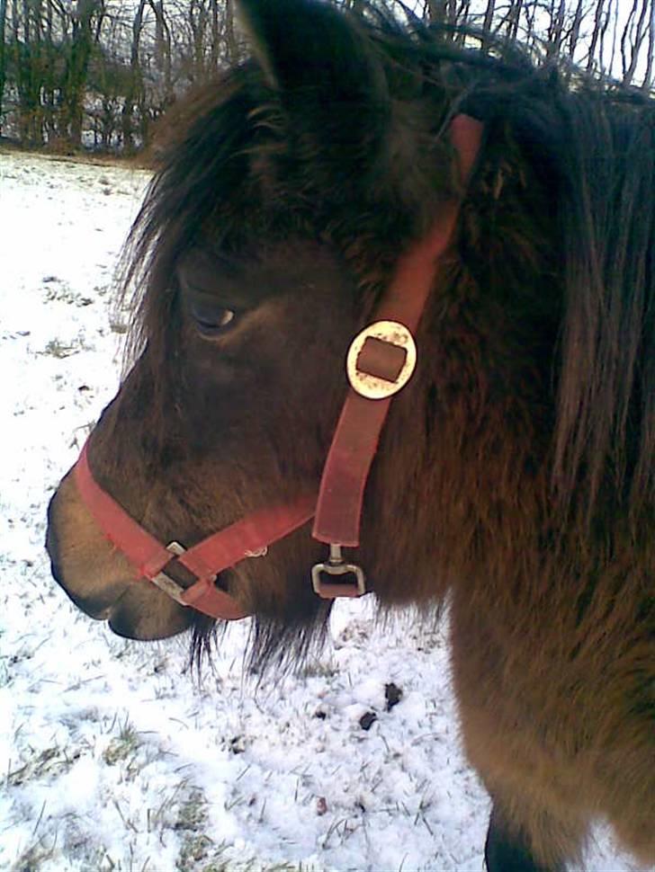 Shetlænder Oline - . billede 3