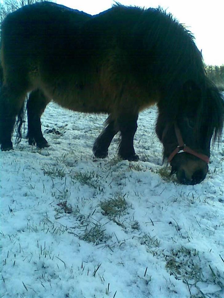 Shetlænder Oline billede 4