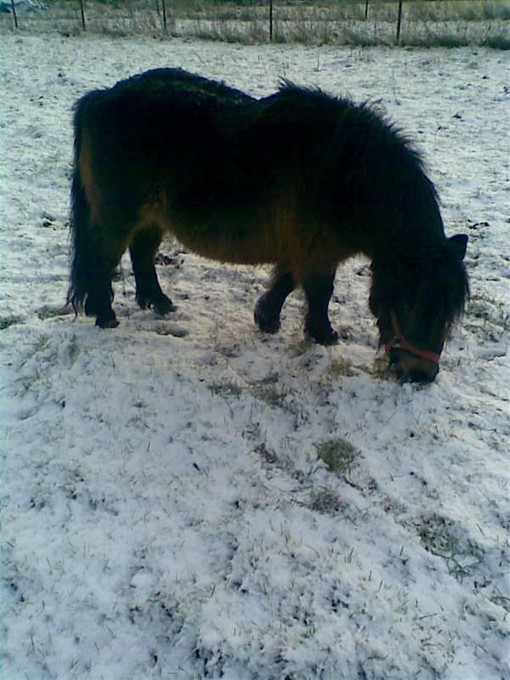 Shetlænder Oline - Tykke tøz´  billede 5