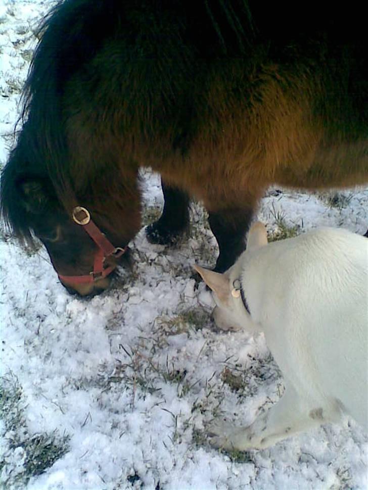 Shetlænder Oline billede 6