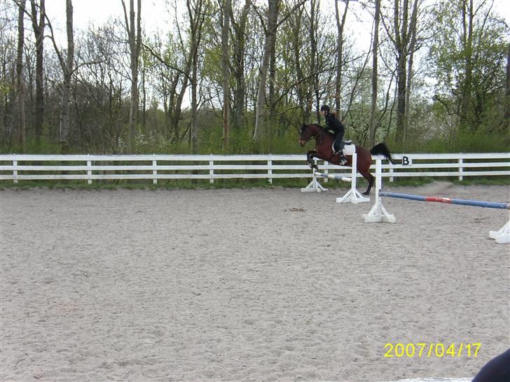 Arabisk fuldblod (OX) Pepito OX Gl. part - Hopla billede 18