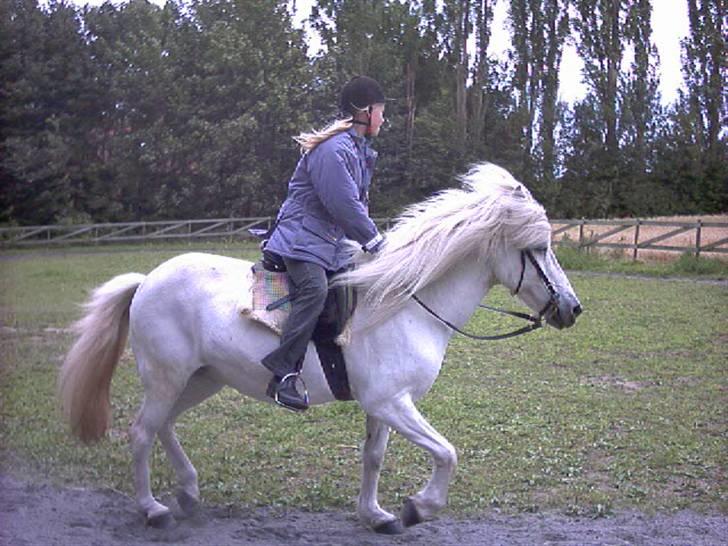 Islænder Kometa fra kyllingborg - Kometa billede 1