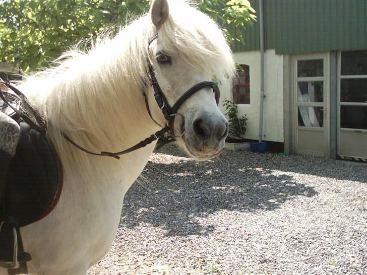 Islænder Kometa fra kyllingborg - min datter på kometa billede 2