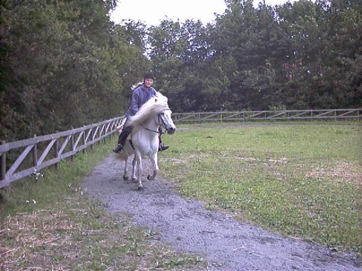 Islænder Kometa fra kyllingborg billede 3