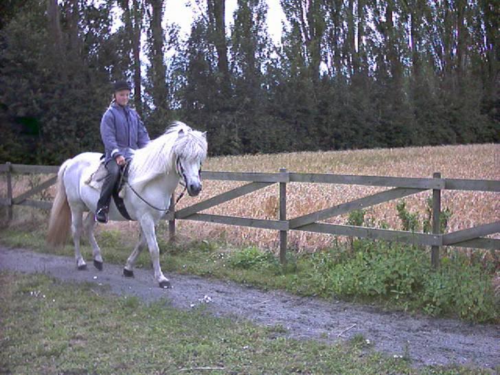Islænder Kometa fra kyllingborg billede 4
