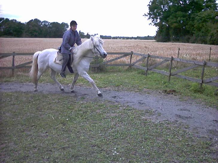 Islænder Kometa fra kyllingborg billede 5