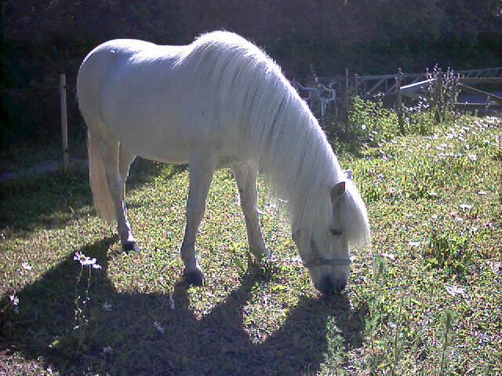 Islænder Kometa fra kyllingborg billede 6