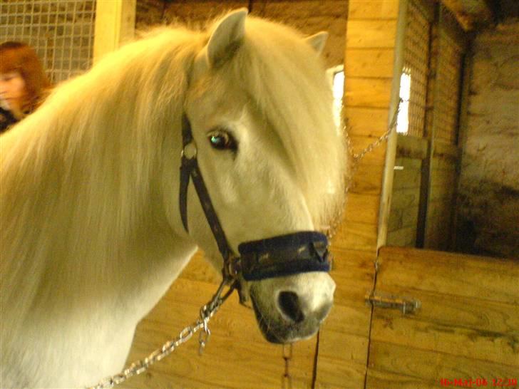 Islænder Kometa fra kyllingborg billede 7