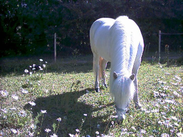 Islænder Kometa fra kyllingborg billede 8