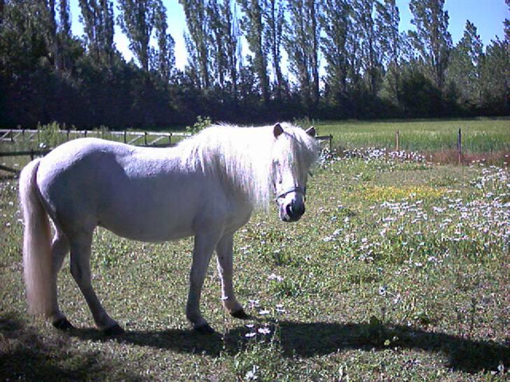 Islænder Kometa fra kyllingborg - lidt for godt i stand, hi hi.... billede 9