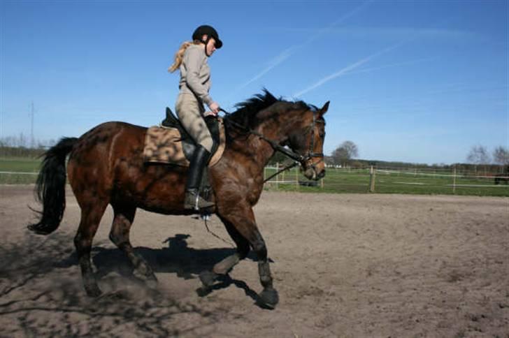 Trakehner Kastanje billede 11