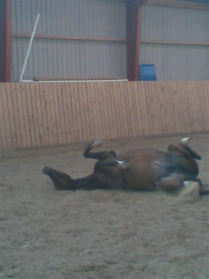 New Forest Odessa ( solgt) - rulle rulle xD billede 6