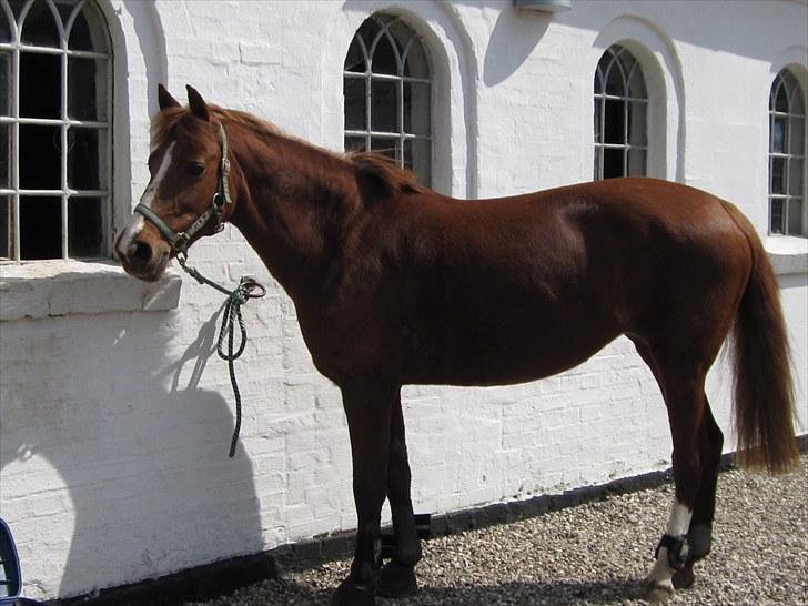 New Forest Christiansejes Coke billede 2