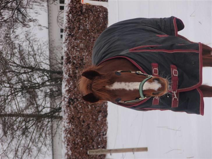 New Forest Christiansejes Coke billede 3