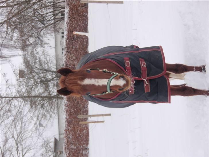 New Forest Christiansejes Coke billede 4