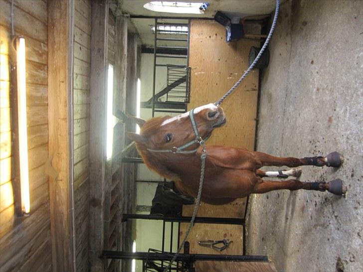 New Forest Christiansejes Coke billede 5