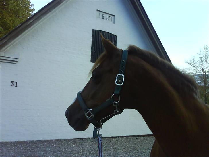 New Forest Christiansejes Coke billede 6