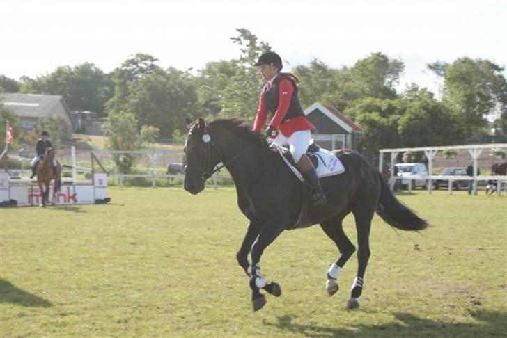 Dansk Varmblod Djursland's Pixiline-SOLD - Pixiline SPS 2009 foto: Rikke Vingborg billede 3