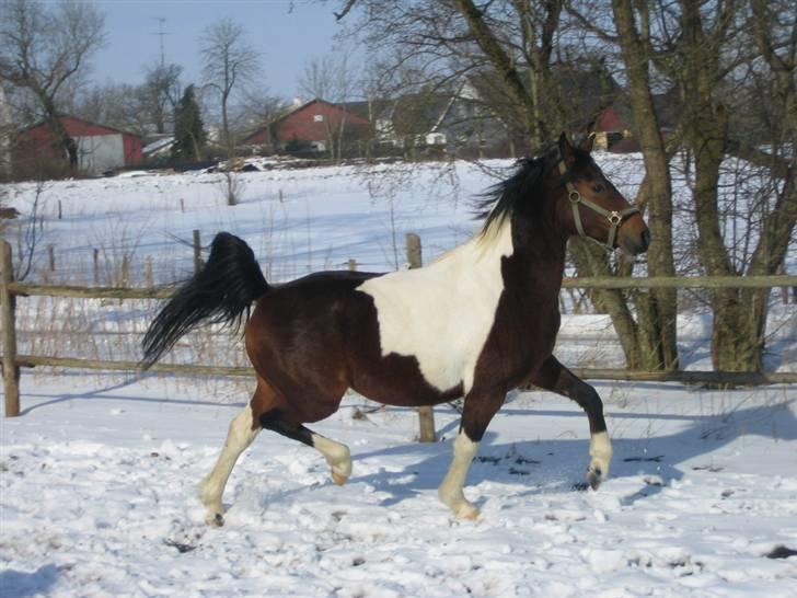 Anden særlig race Moonlight *SOLGT* - Her har jeg lige fået Moonlight og det er første gang jeg har ham ude.... billede 5