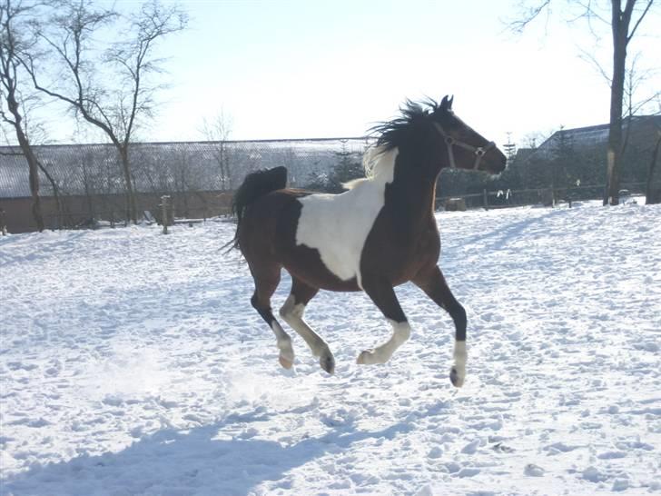 Anden særlig race Moonlight *SOLGT* - Her har jeg lige fået Moonlight og det er første gang jeg har ham ude.... billede 10