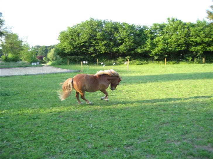 Shetlænder Overgårsmindes Assam billede 15