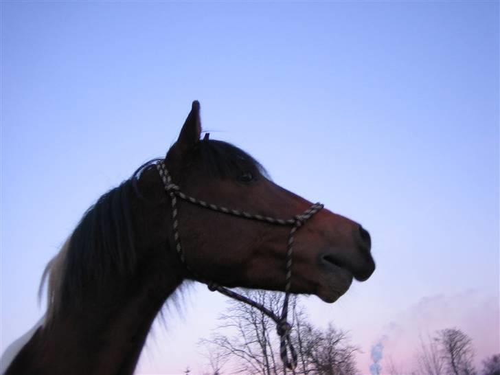 Anden særlig race Moonlight *SOLGT* - Moonlight i solnedgang billede 1