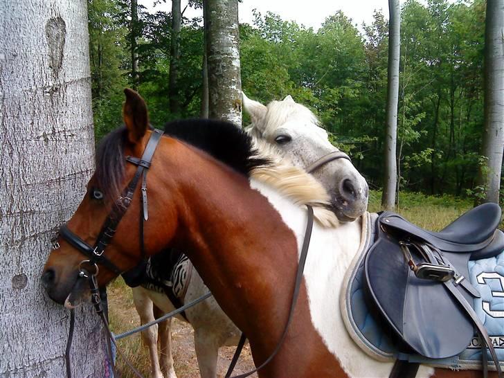 Anden særlig race Moonlight *SOLGT* - Her holder vi pause under vores udflugt til nagbøl skov billede 18