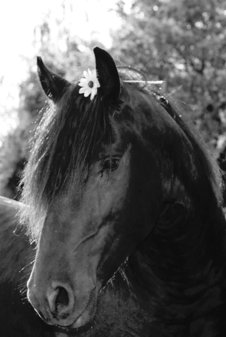 Frieser Xander - Xander... Vores lille hjerteknuser. billede 2