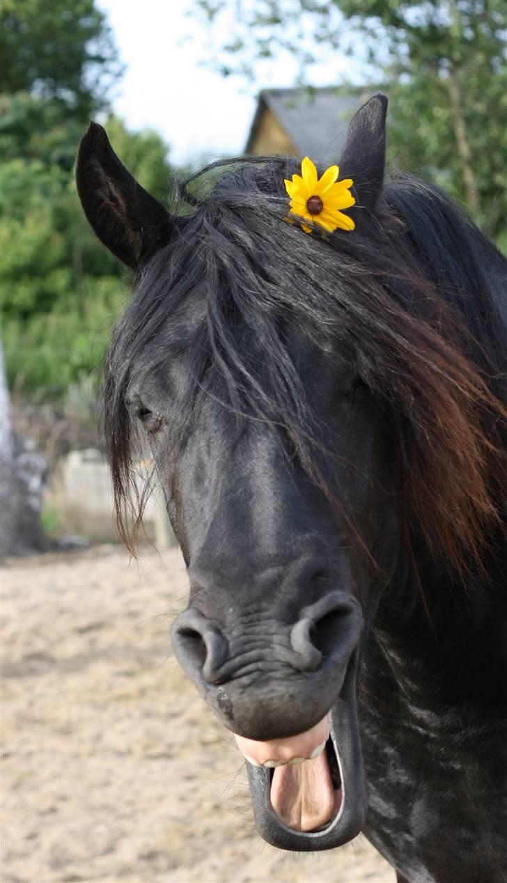 Frieser Xander - Xander grinefjæs billede 3