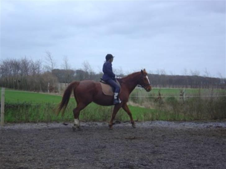 Dansk Varmblod Isabell - D. 16-02-2008 Caroline er oppe og ride på Isabell, det er første gang i lang tid. billede 13