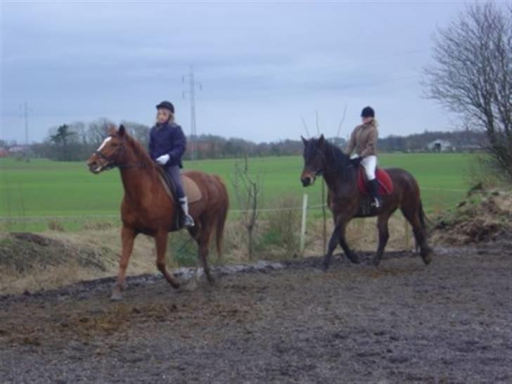 Dansk Varmblod Isabell - Isabell vil meget gerne frem ad, så Caroline rider forrest, for at få Bufas til at gå lidt hurtigere, så Cecilie ikke skal drive så meget på ham. billede 14