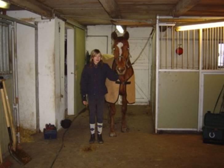 Dansk Varmblod Isabell - Caroline og Isabell i stalden efter dagens arbejde lørdag d. 16-02-2008 billede 15