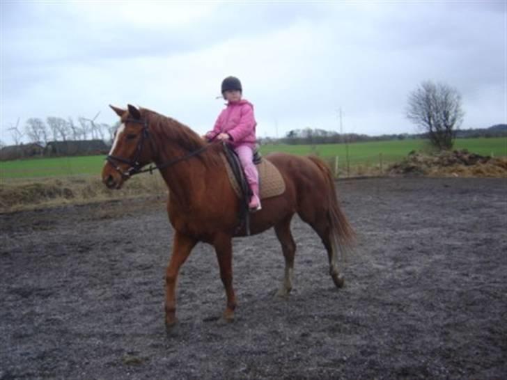 Dansk Varmblod Isabell - Lørdag d. 16-02-2008 var Chrestine oppe og skridte Isabell af, og hun kan selv ride på hende nu. billede 16