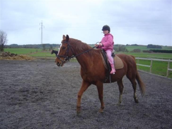 Dansk Varmblod Isabell - Isabell er sød og går lige så pænt rundt med Chrestine, som synes at det er skide sjovt at hesten drejer når man rykker i tøjlerne :-) billede 17