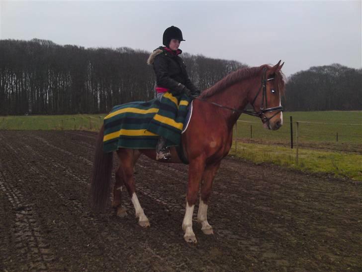 Anden særlig race sebastian - ude og træne lidt:) billede 14