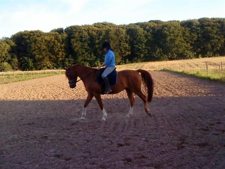 Anden særlig race sebastian - ude og træne billede 15