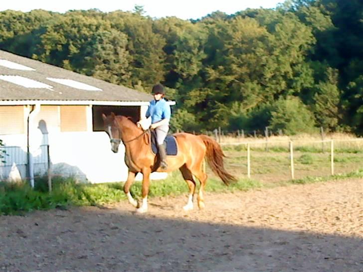 Anden særlig race sebastian - ude og træne billede 16