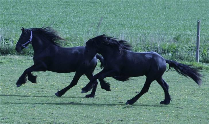 Frieser Xander - Xander & Eefke driller Stine .. 15. maj 09 billede 12