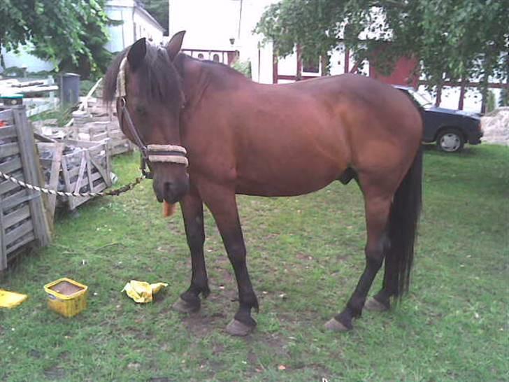 Traver Lep billede 6