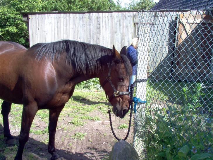 Traver Lep billede 7