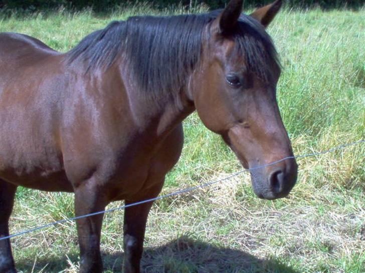 Traver Lep billede 8