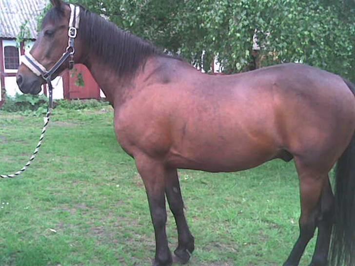 Traver Lep billede 9