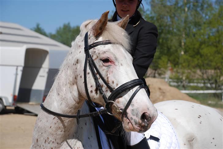 Knabstrupper La' Bravo - *Solgt* - Velkommen til Vestergårds La´ Bravo´s profil :) billede 1