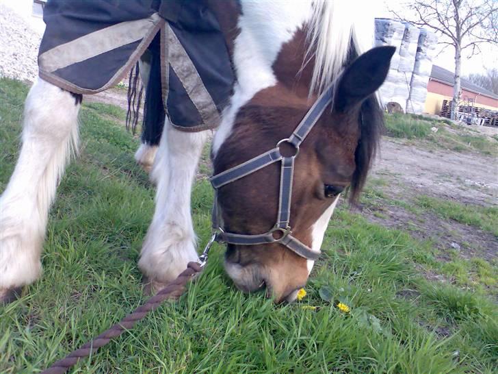 Hollandsk Sportspony Binky (SOLGT TIL FINLAND) - binky syntes det er dejligt at få græs.. hmmmm.. !!  billede 10