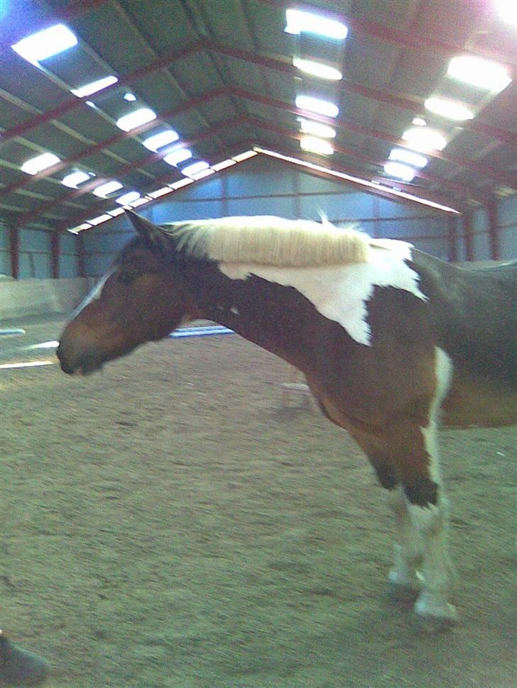 Hollandsk Sportspony Binky (SOLGT TIL FINLAND) - æhh ? billede 11