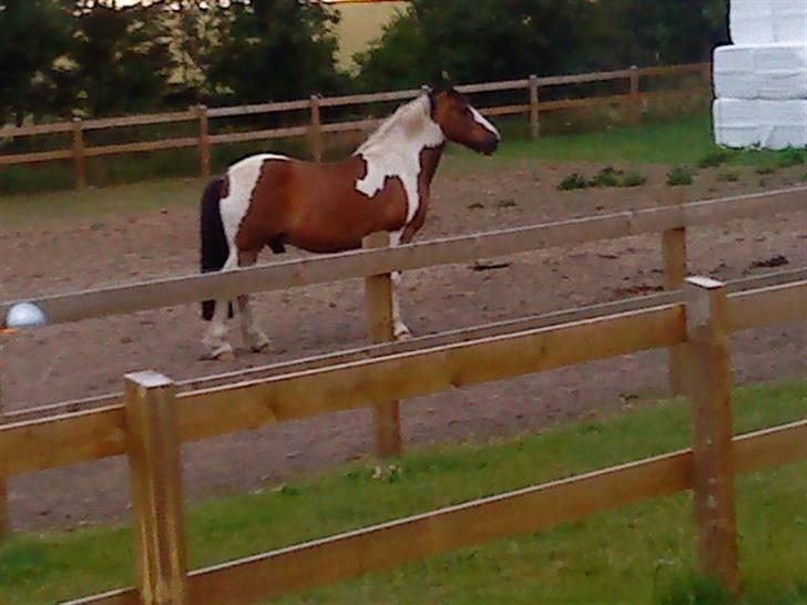 Hollandsk Sportspony Binky (SOLGT TIL FINLAND) - binky linger en hingst !!! smukke dreng  billede 12